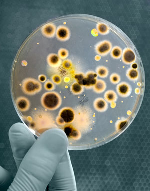 Bacteria